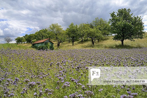 Holzschuppen zwischen einem Feld mit violetten Phacelia-Blüten (Phacelia sp.) und Kirschbäumen  Hessen  Deutschland  Europa