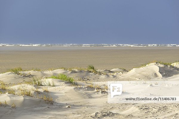 Vordünen mit Sandverwehungen hinten stürmische See Sankt Peter-Ording Nationalpark Schleswig-Holsteinisches Wattenmeer Nordfriesland Schleswig-Holstein Deutschland Europa