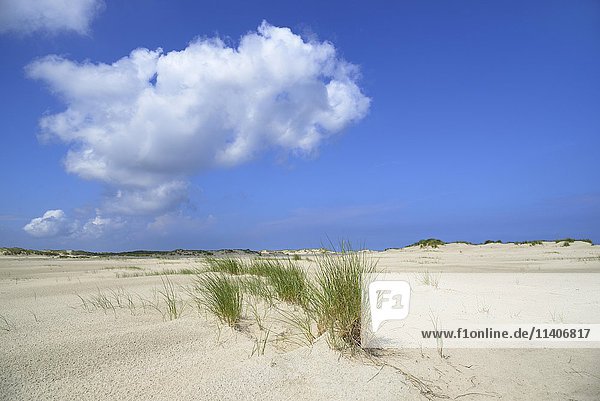 Dünenlandschaft mit europäischem Strandhafer (Ammophila arenaria) vor blauem Himmel und tief vorbeiziehenden Kumuluswolken  Norderney  Ostfriesische Inseln  Niedersachsen  Deutschland  Europa