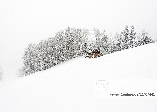 Berghütte vor Winterwald  dichter Schneefall  Hittisau  Bregenzer Wald  Vorarlberg  Österreich  Europa