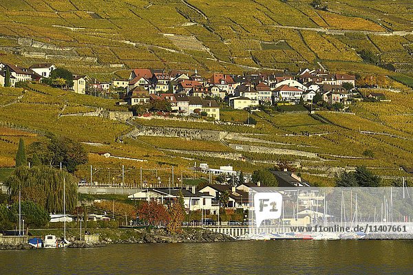 Weinberge im Herbst mit Weindorf Epesses  Genfersee  Lavaux  Kanton Waadt  Schweiz  Europa