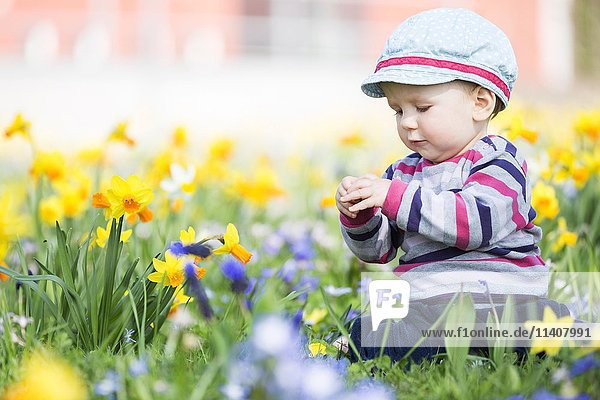 Toddler  10 months  sitting in flower meadow with daffodils  Germany  Europe