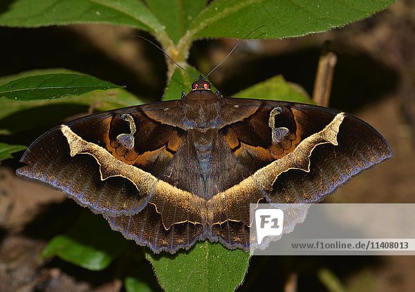 Nachtfalter (Lepidoptera)  Art unbekannt  Regenwald  Andasibe-Nationalpark  östliches Hochland Madagaskars
