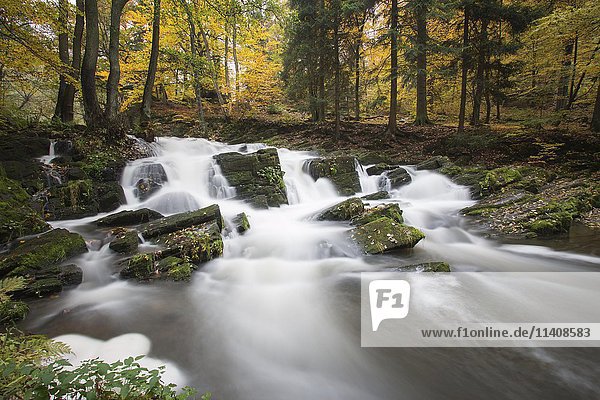 Selke Wasserfall  Herbstwald  Selketal  Südharz  Niedersachsen  Deutschland  Europa