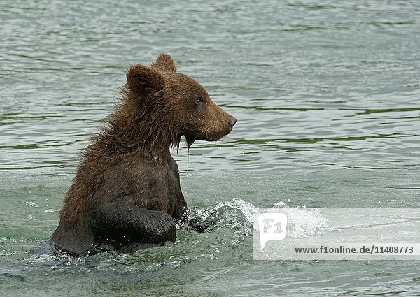 Junger Braunbär (Ursus arctos) spielt im Wasser  Kurilensee  Kamtschatka  Russland  Europa