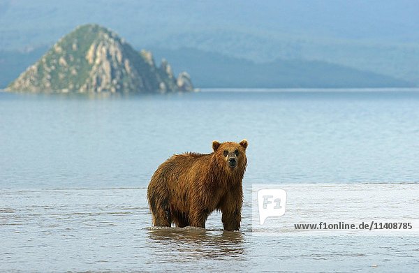 Braunbär (Ursus arctos)  Kurilensee  Kamtschatka  Russland  Europa