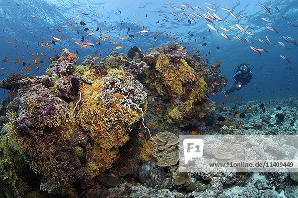 Taucher beim Betrachten verschiedener Weichkorallen  Hartkorallen  Kachelfische (Antiinae) und Füsiliere (Pterocaesio tile)  Lhaviyani Atoll  Malediven  Asien