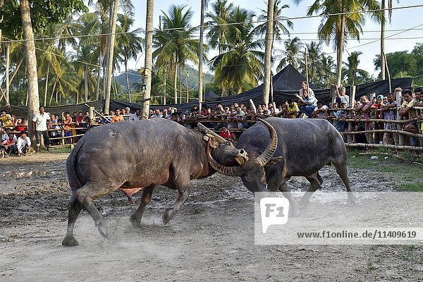 Zwei Wasserbüffel (Bubalus arnee) beim Stierkampf  Lamai  Koh Samui  Thailand  Asien