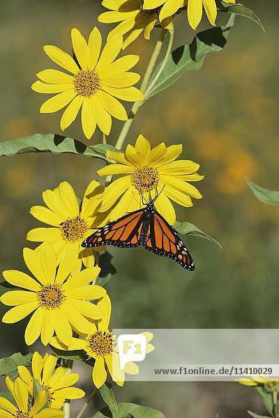 Monarch (Danaus plexippus)  Männchen auf Maximilians Sonnenblume (Helianthus maximilianii)  Hill Country  Texas  USA  Nordamerika