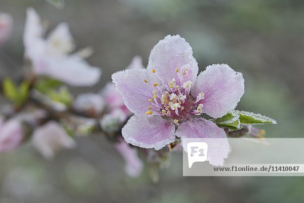 Pfirsichbaum (Prunus persica)  frostbedeckte Blüte  Texas  USA  Nordamerika