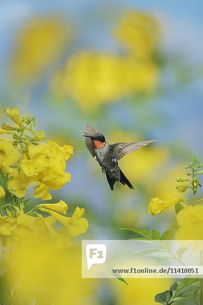 Rubinkehlkolibri (Archilochus colubris)  Männchen im Flug bei der Nahrungsaufnahme an der Blüte der Gelben Glocken (Tecoma stans)  Hill Country  Texas  USA  Nordamerika