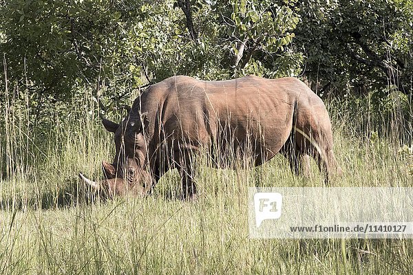 Breitmaulnashorn (Ceratotherium simum) im hohen Gras  Ziwa Rhino Sanctuary  Uganda  Afrika