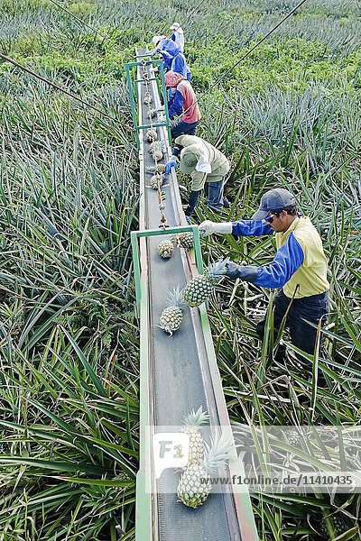 Arbeiter legen Ananas auf ein Förderband  Costa Rica  Mittelamerika