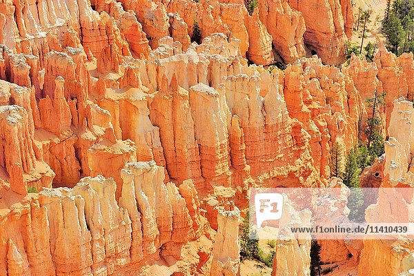 Rote erodierte Kalksteinsäulen  Bryce Canyon National Park  Sunrise Point  Utah  Vereinigte Staaten  Nordamerika