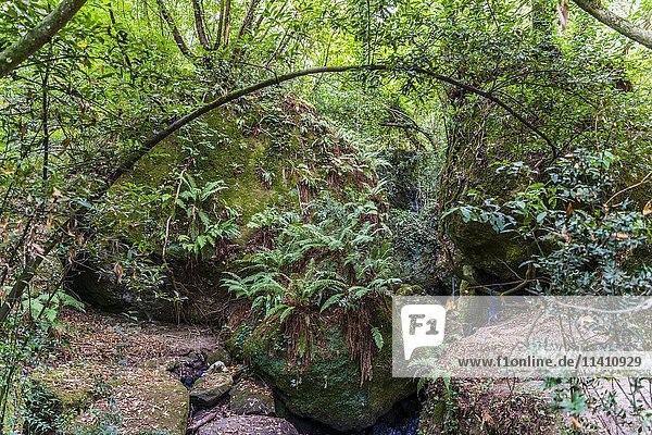 Wald mit Farnen am Bach  Sacro Bosco  Heiliger Wald  Park der Ungeheuer  Parco dei Mostri  Bomarzo  Latium  Italien  Europa