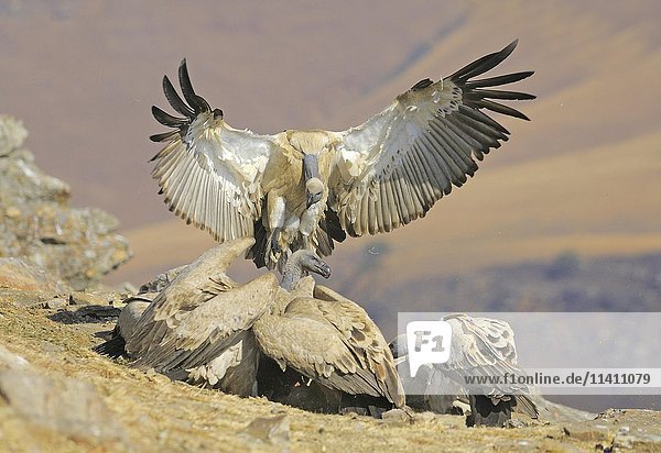 Landing Cape vulture (Gyps coprotheres)  Giant's Castle National Park  Natal  South Africa  Africa