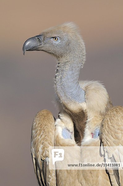 Cape vulture (Gyps coprotheres)  portrait  Giant's Castle National Park  Natal  South Africa  Africa