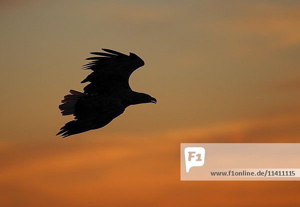 White-tailed eagle (haliaetus albicilla) in flight  midnight sun  Norwegian coast  Flatanger  Norway  Europe