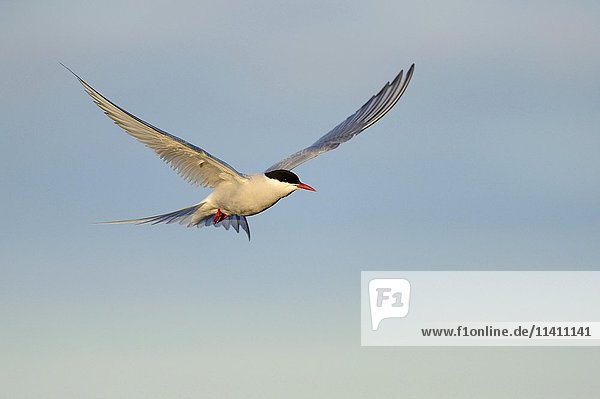 Arctic Tern (Sterna paradisaea) in flight  Varanger  Norway  Europe