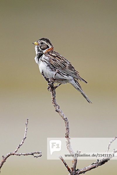Lapland Bunting (Calcarius lapponicus)  female on a willow bush  Norway  Europe