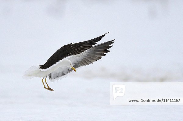 Lesser black-backed gull (Larus fuscus) landing in snow  northern Finland  Finland  Europe