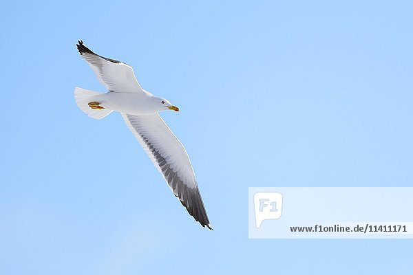 Lesser black-backed gull (Larus fuscus) flying  blue sky  northern Finland  Finland  Europe