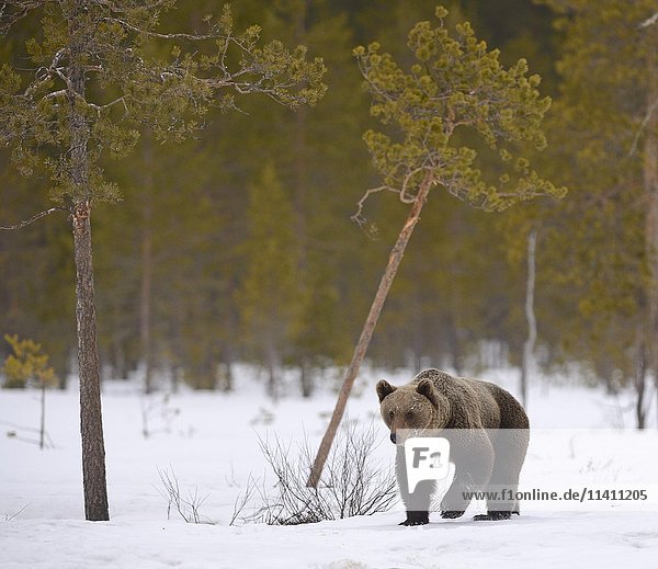 Brown bear (Ursus arctos) in snowy marshland  northeastern Finland  Finland  Europe
