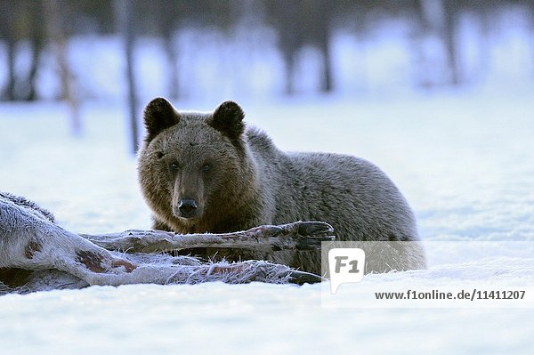 Brown bear (Ursus arctos) beside moose cadaver in snowy marshland  after midnight  minus 20°C  northeastern Finland  Finland  Europe