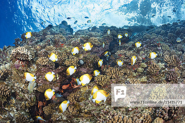 Pyramidenfalterfisch (Hemitaurichthys polylepis) und verschiedene Rifffische über dem hawaiianischen Hartkorallenriff an der Rückwand des Molokini Marine Preserve; Maui  Hawaii  Vereinigte Staaten von Amerika'.
