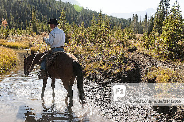 'Cowboy and horse in creek  Clearwater County; Alberta  Canada'