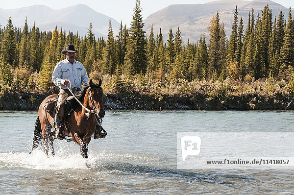 'Cowboy and horse crossing river  Clearwater county; Alberta  Canada'