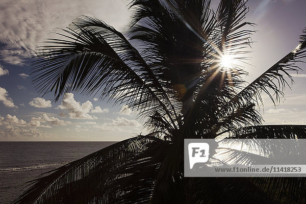 Eine Palme bei Sonnenuntergang; St. Croix  US Virgin Islands'.