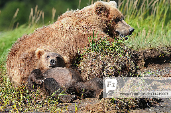 Braunbär (ursus arctos)  Sau und Jungtier  Katmai National Park; Alaska  Vereinigte Staaten o