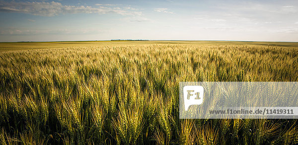 'View over a green and golden wheat field; Saskatchewan  Canada'