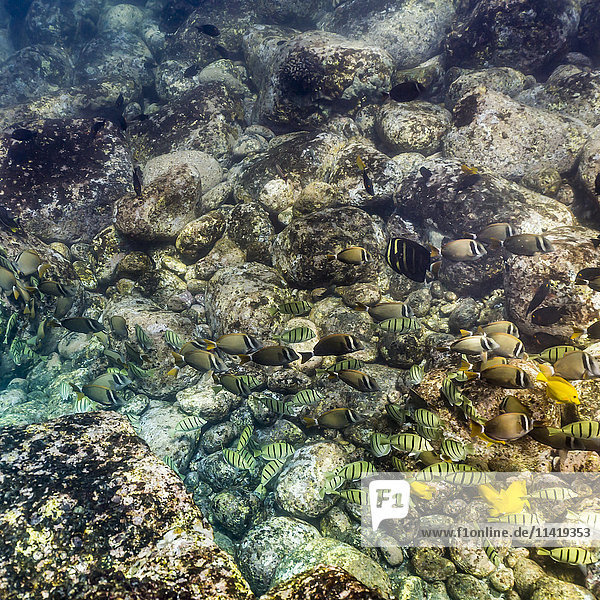 Mischung von Doktorfischarten (Acanthuridae)  die im flachen Wasser vor der Küste von Kona fressen; Kona  Insel Hawaii  Hawaii  Vereinigte Staaten von Amerika'.