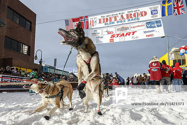 Ein Hund von Cim Smyth springt während des feierlichen Starts des Iditarod 2016 in Anchorage  Alaska  an die Startlinie.
