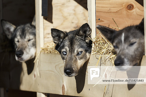 Katherine Keith's dogs rest in their dog box during the Restart of the 2016 Iditarod in Willow  Alaska.