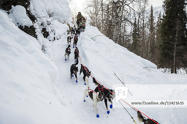 Rick Casillo comes down the Happy River steps on the trail between the Finger Lake and Rainy Pass checkpoint during Iditarod 2016  Alaska