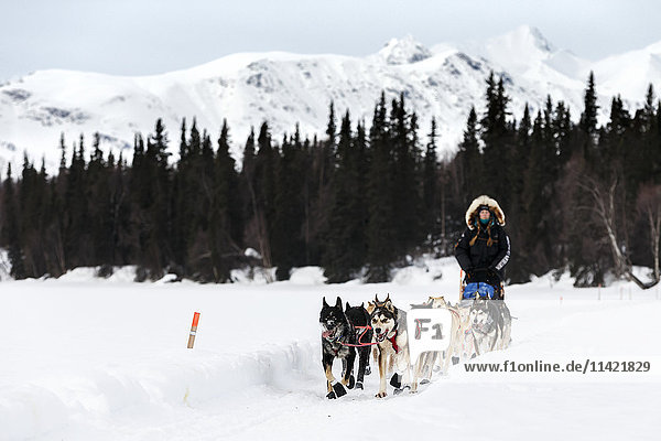 Kristy Berington runs on the trail arriving at the Finger Lake checkpoint during the 2016 Iditarod  Alaska.