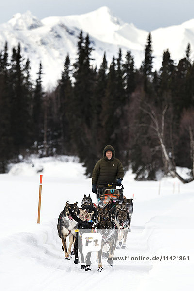 Jeff King on the trail just prior to the Finger Lake checkpoint during Iditarod 2016  Alaska.