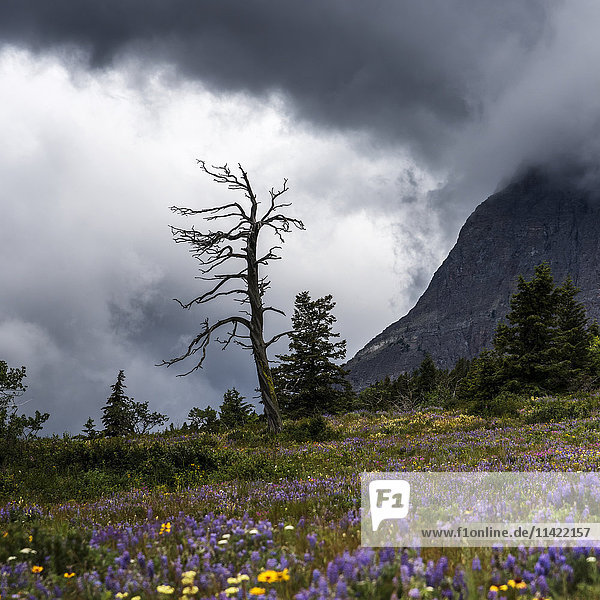 Wiese mit bunten Wildblumen und einem abgestorbenen Baum unter einem dramatisch bewölkten Himmel  Glacier National Park; Browning  Montana  Vereinigte Staaten von Amerika'.