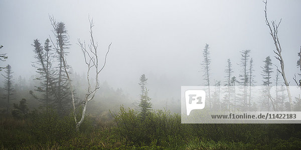 'Dense fog over field with trees; Ingonish Beach  Nova Scotia  Canada'