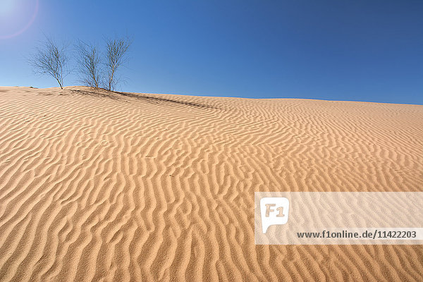Drei kleine Sträucher wachsen oben auf einer Sanddüne; Mendoza  Argentinien