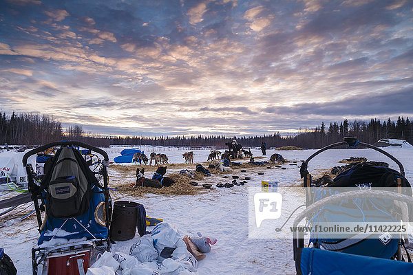 Teams rest at sunset at the Nikolai checkpoint during Iditarod 2016  Alaska.