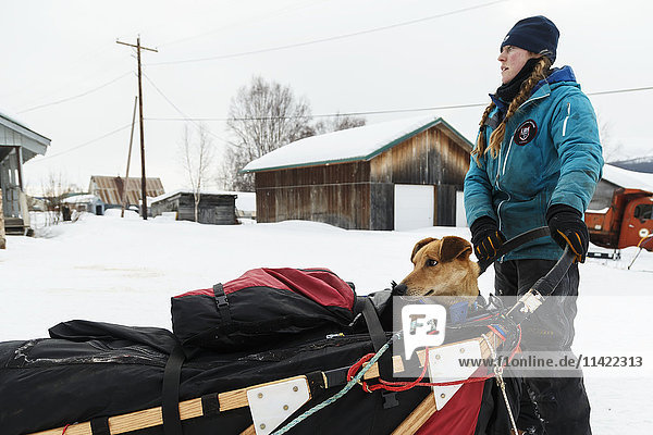 Anna Berington erreicht den Kontrollpunkt Takotna mit einem Hund im Korb während des Iditarod 2016  Alaska.