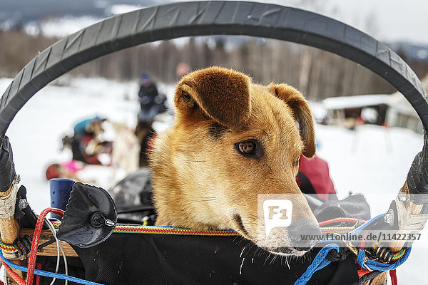 Anna Berington erreicht den Kontrollpunkt Takotna mit einem Hund im Korb während des Iditarod 2016  Alaska.