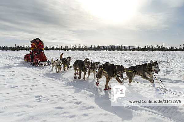 Mitch Seavey on the trail just before the Cripple Checkpoint on Thursday March 10 during Iditarod 2016  Alaska.