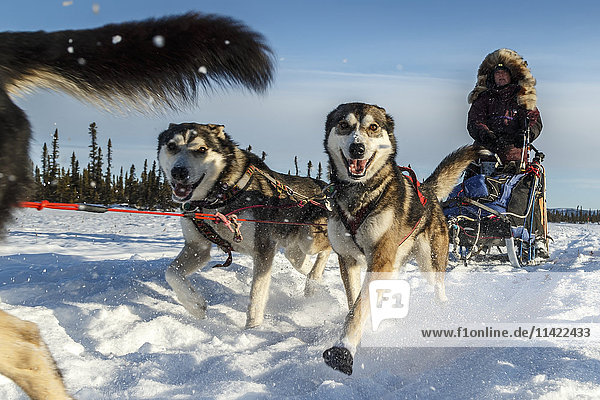 Michelle Phillips team on the trail just prior to the Cripple checkpoint during Iditarod 2016  Alaska.