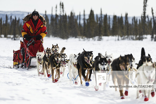 Mitch Seavey on the trail just prior to the Cripple Checkpoint during Iditarod 2016  Alaska.