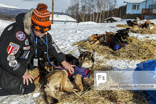 Veterinarian Gayle Tate examines a Kelly Maixner dog at Ruby during Iditarod 2016  Alaska.
